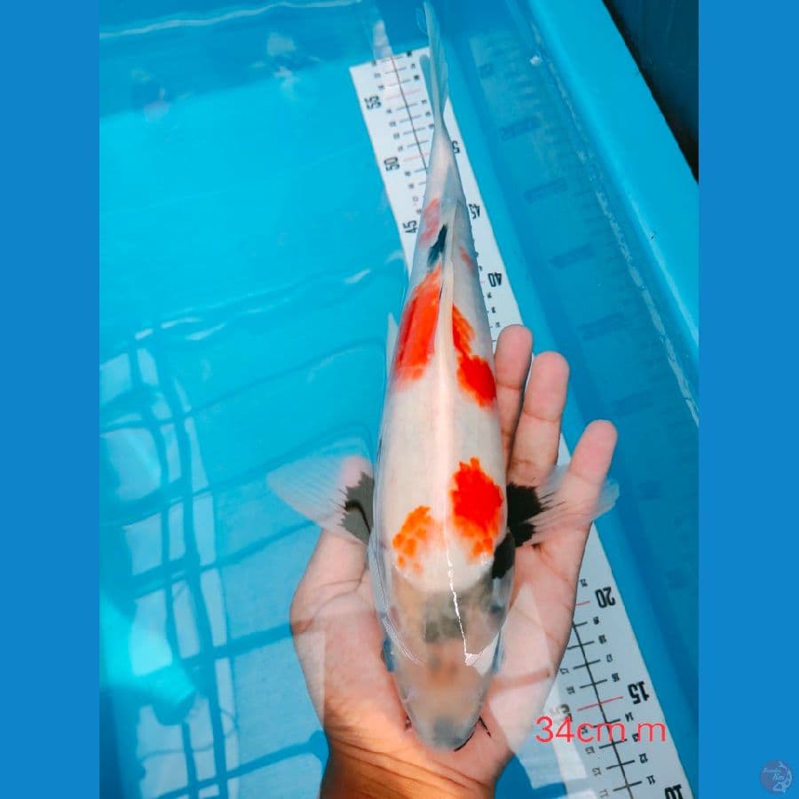SHOWA TATAGOI 34CM MALE