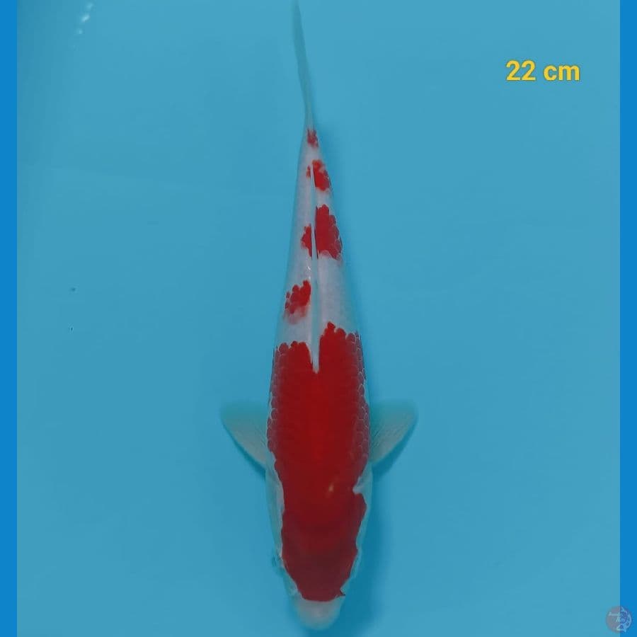 SQ kohaku male 22 cm