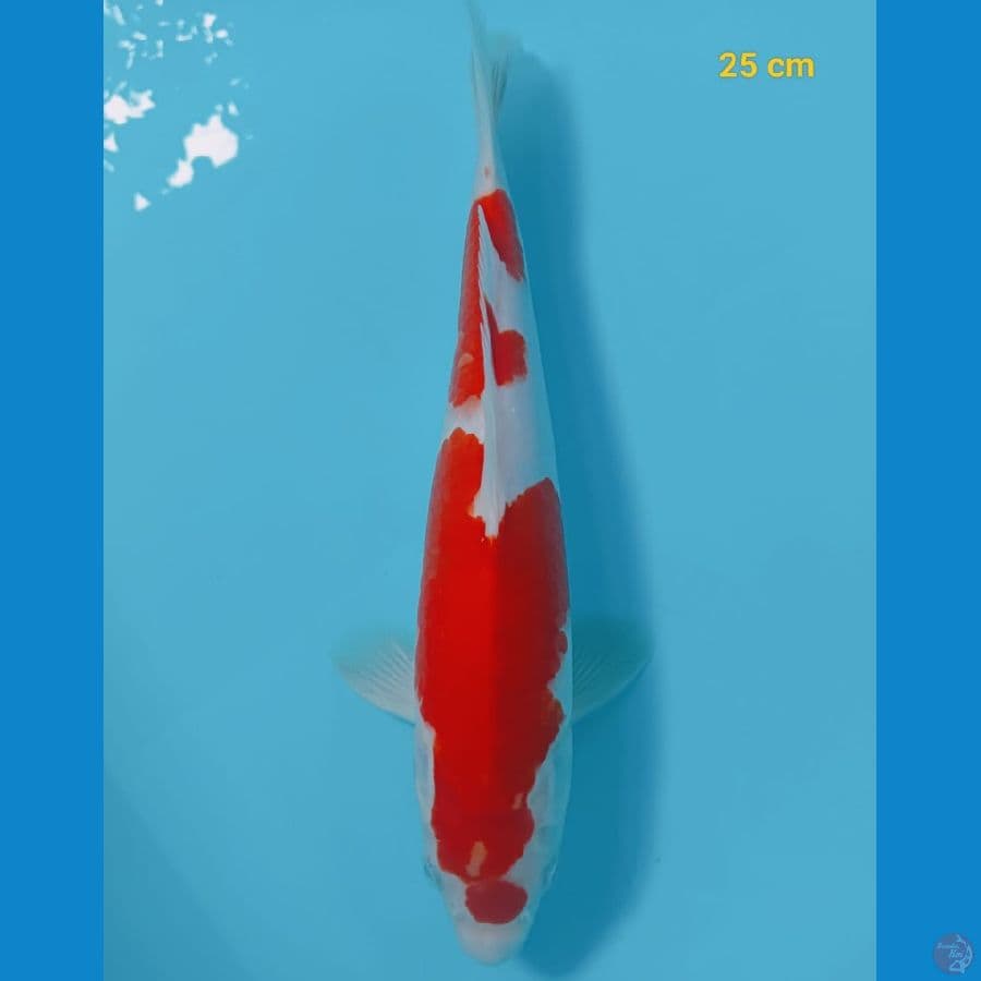 kohaku male 25 cm