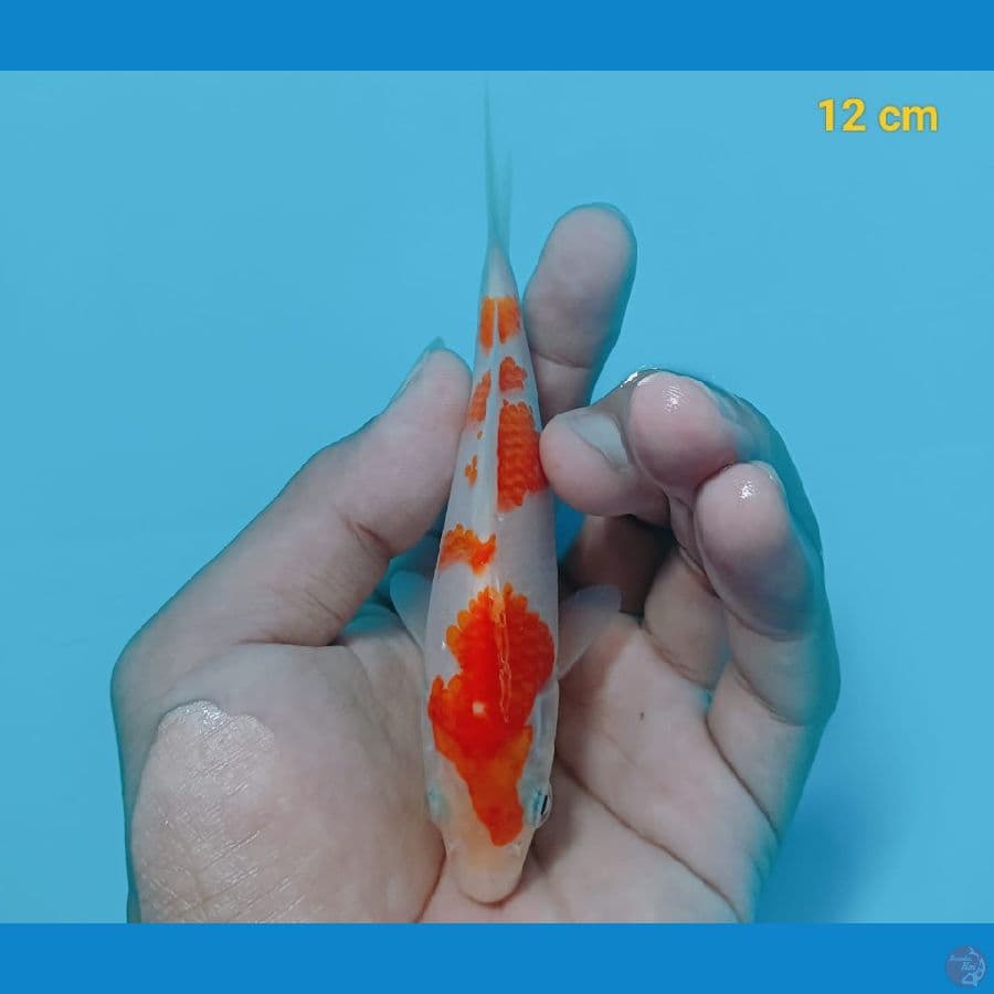 mjnion 12 cm