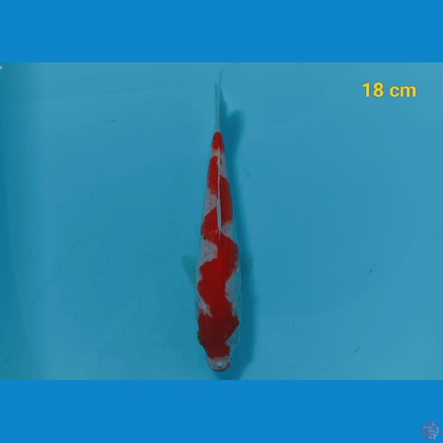 inazuma 18 cm