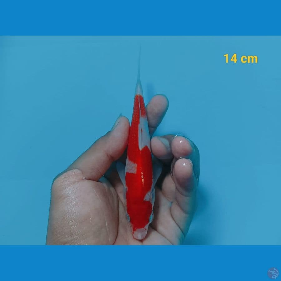 inazuma 14 cm