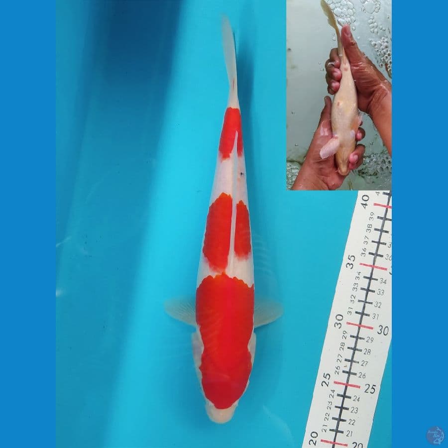 SANKE 29CM FEMALE