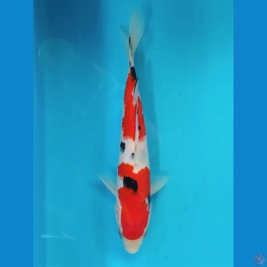 SANKE 23CM FEMALE 