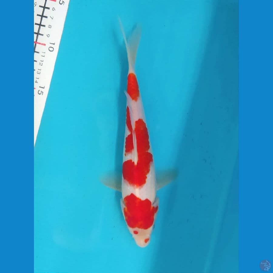 KOHAKU 24CM MALE