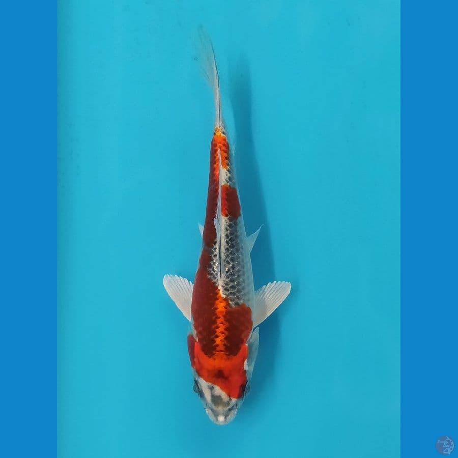 KUJAKU 15 CM UNCHEK