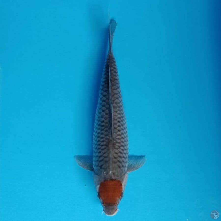 tancho ochiba 35cm