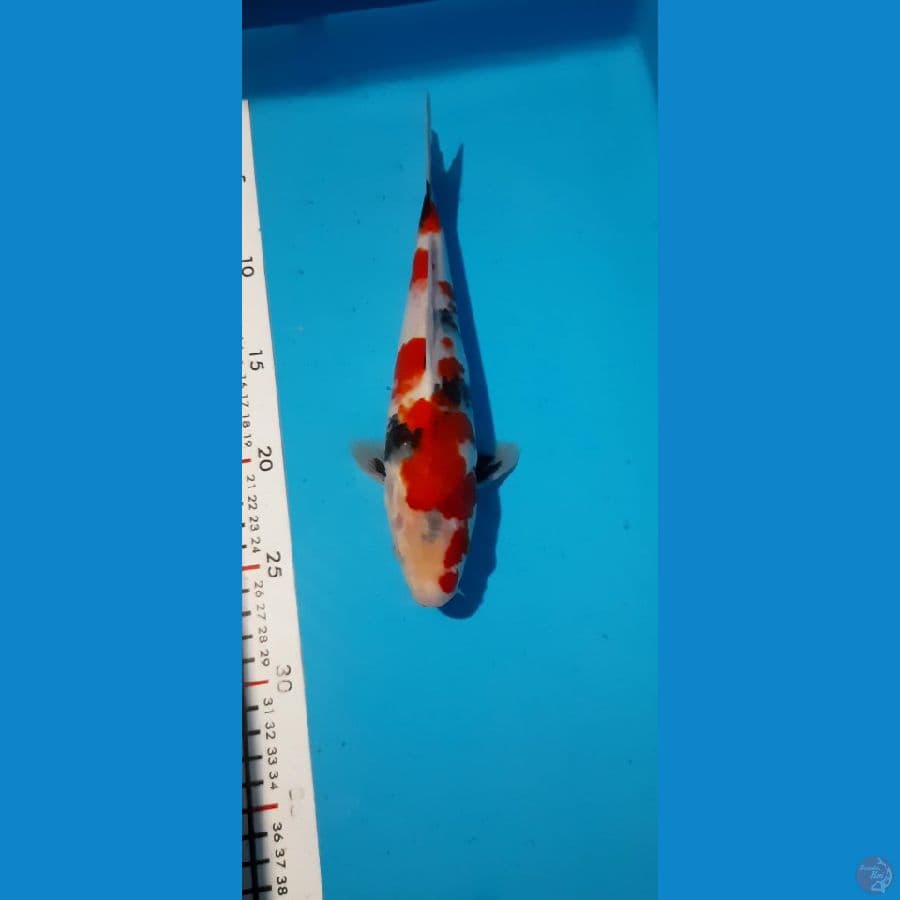 kindai showa 26cm