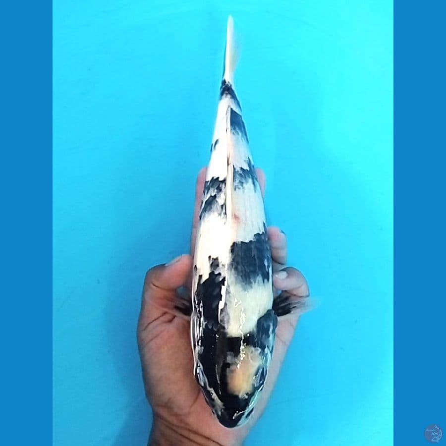 32 cm