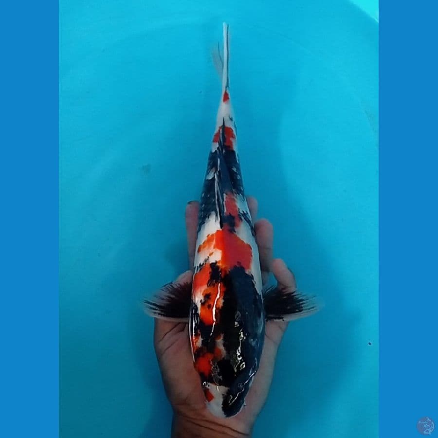 showa 34 cm