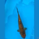 karamel 19cm