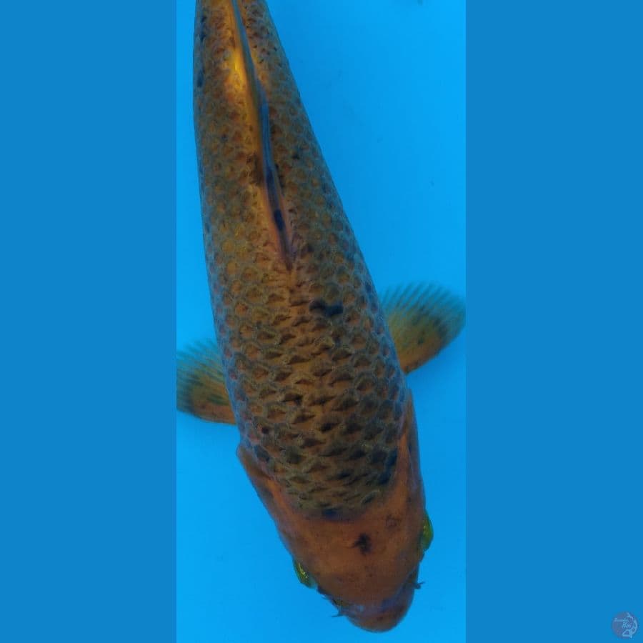 karamel 19cm