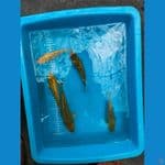 13-19cm 5ekor full ginrin