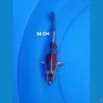 antik 26 cm 