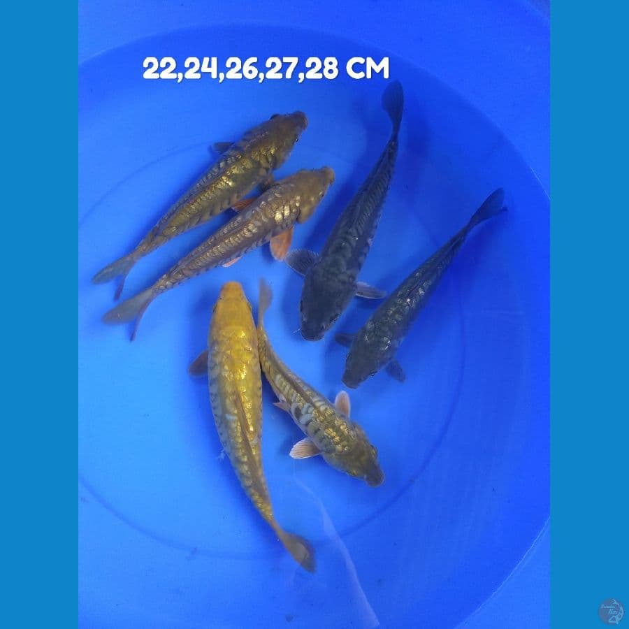 paket aragoke 6 ekor
