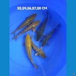 paket aragoke 6 ekor 