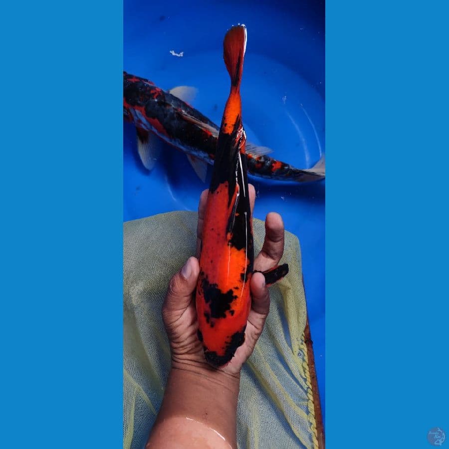 Hiutsuri 28 cm tembus perut