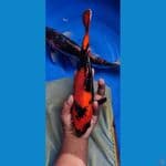 Hiutsuri 28 cm tembus perut