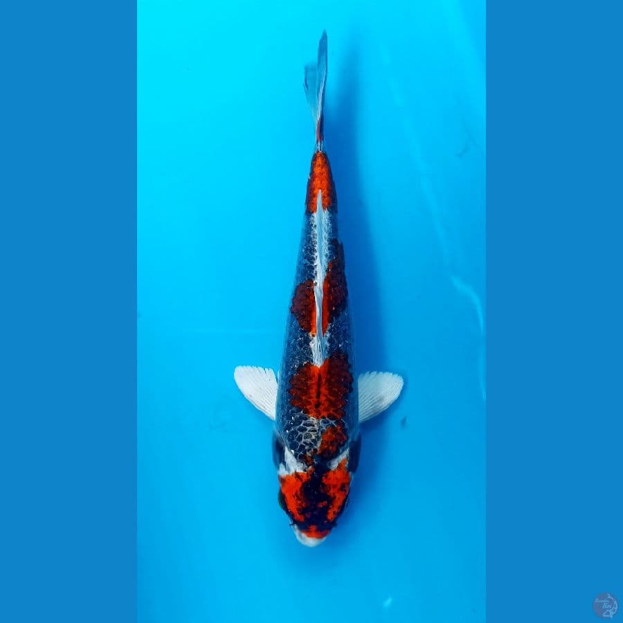 Beni ginga 18cm