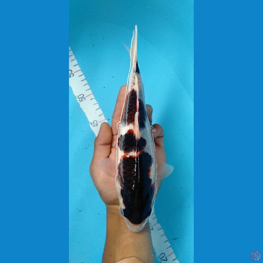 Goromo original F 27cm