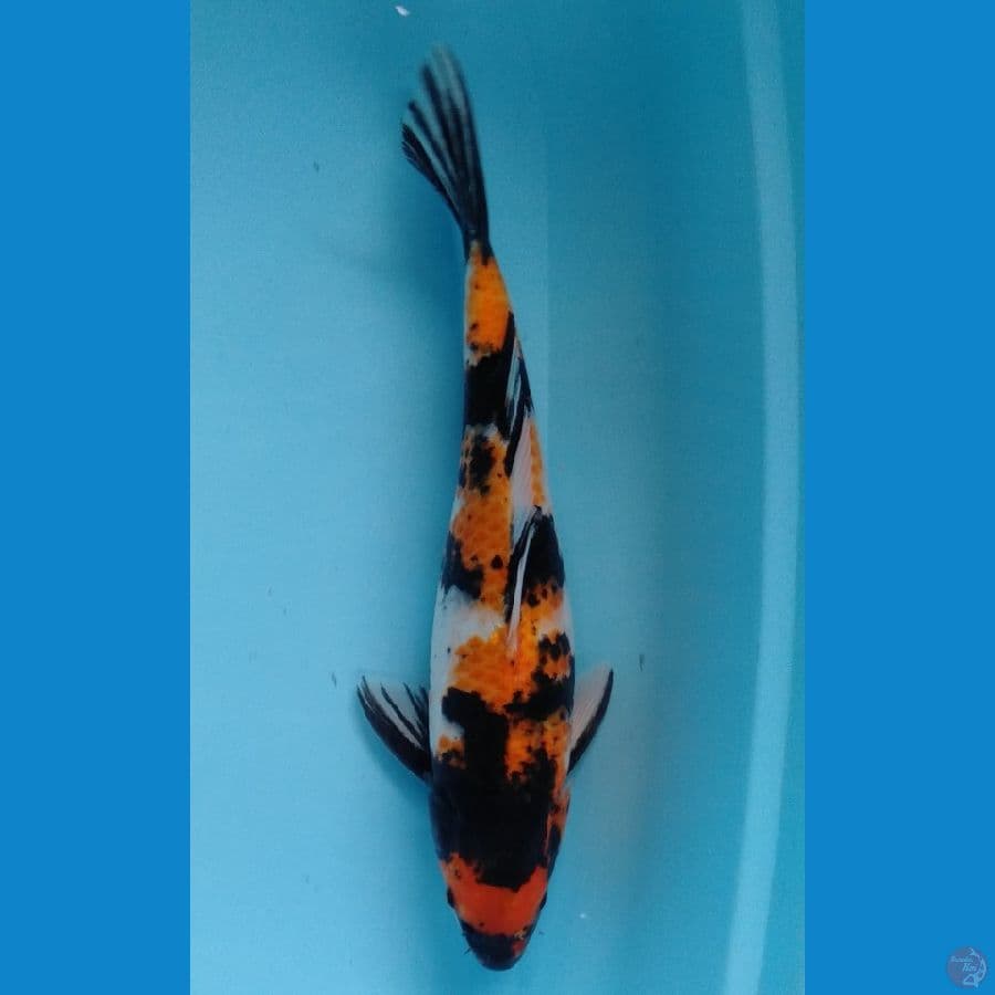 Showa M 35cm