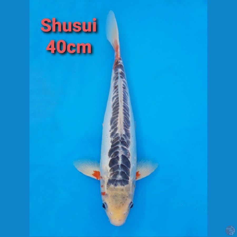 SHUSUI 40CM RING BAGUS