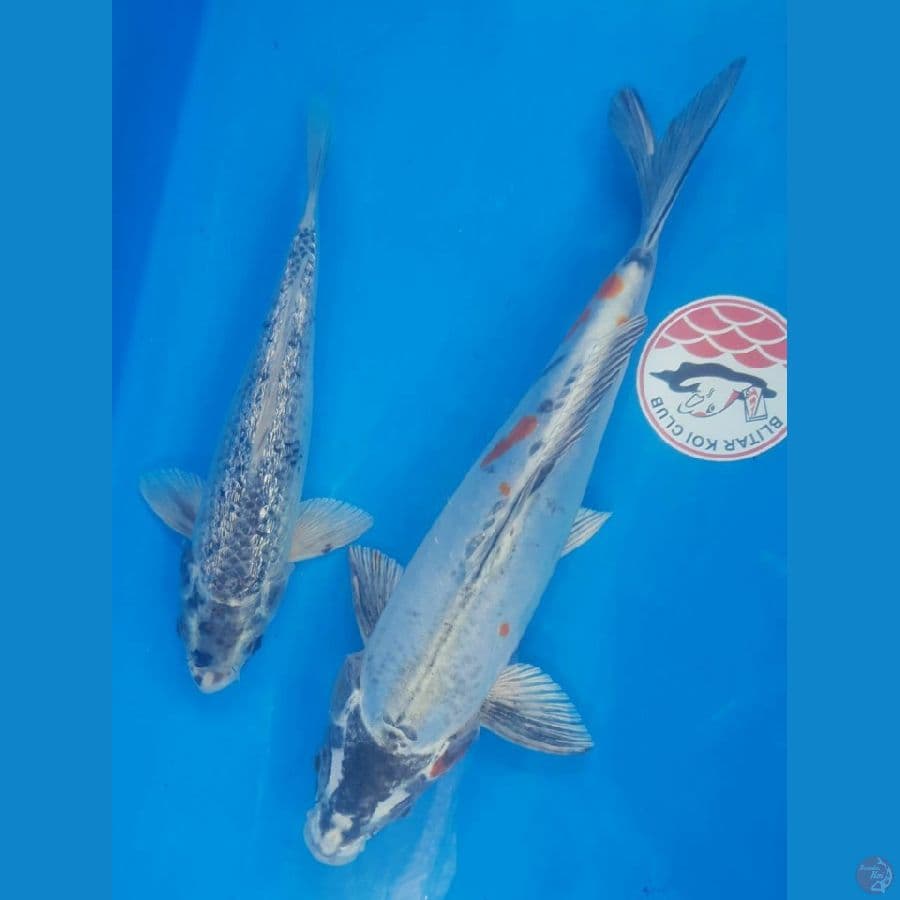 Kiko vs Matsukawabake 23,30cm