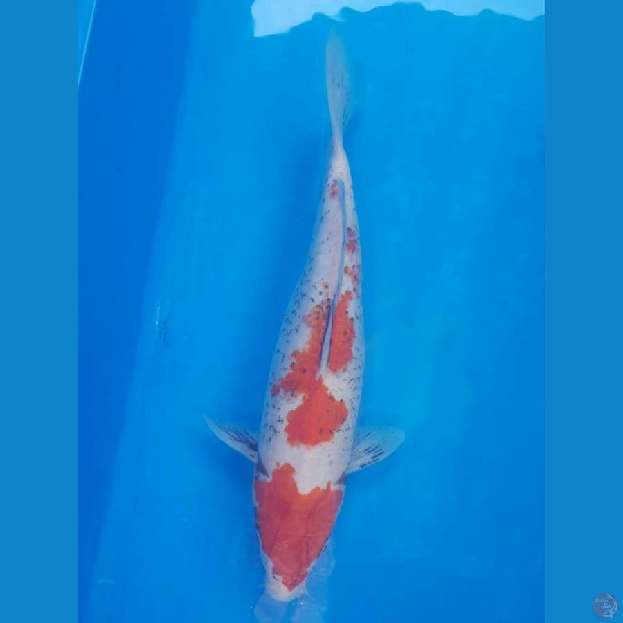 Beni Matsukawabake 31cm