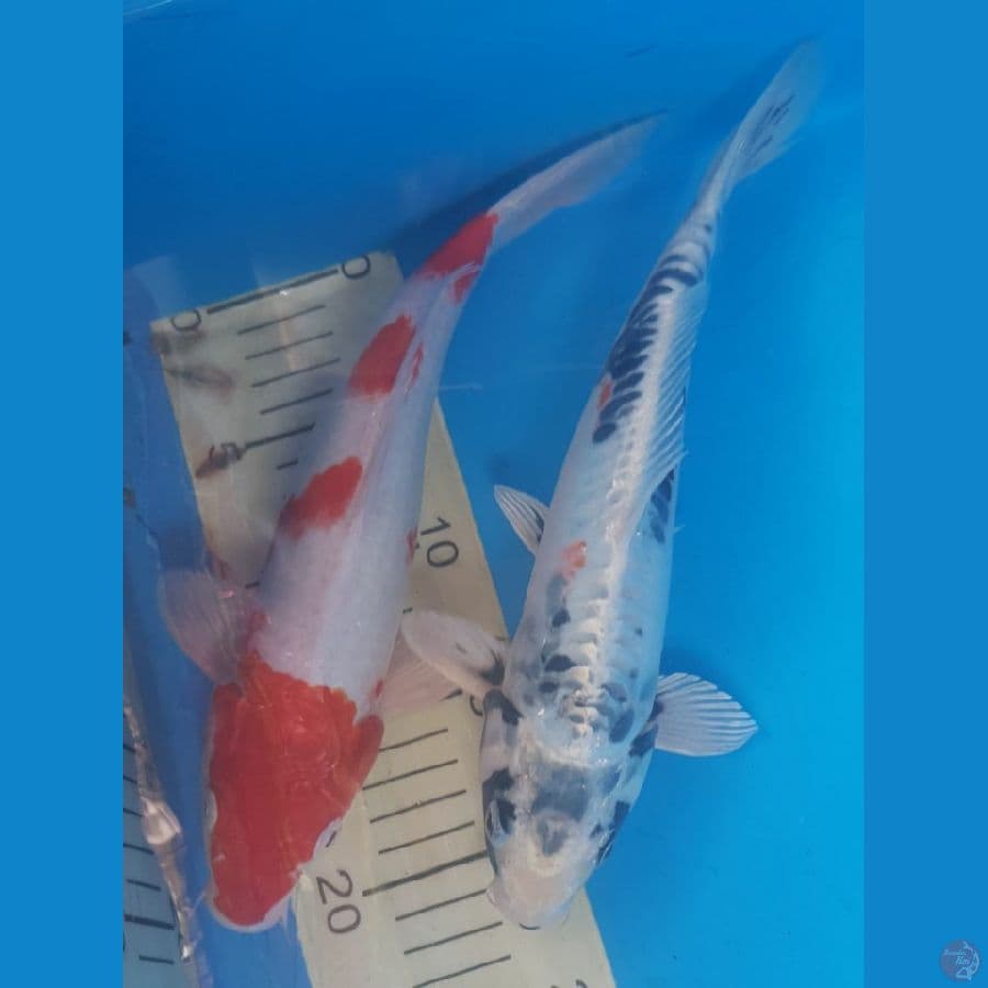 Kiko vs Kohaku 27,28 cm