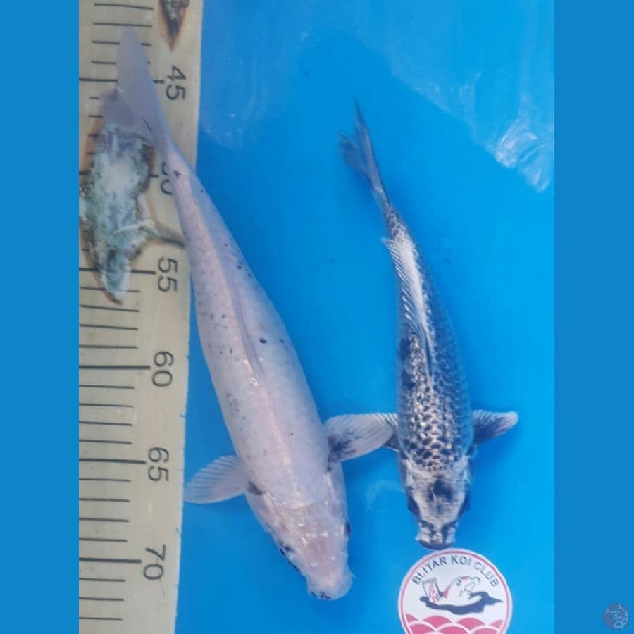 Wagoi Kiko vs Ginga 22,29 cm