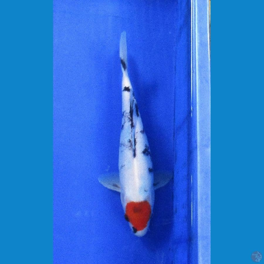 tancho showa ±26cm