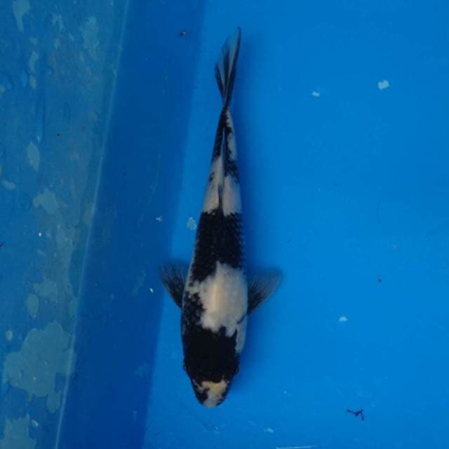 Shiro F1