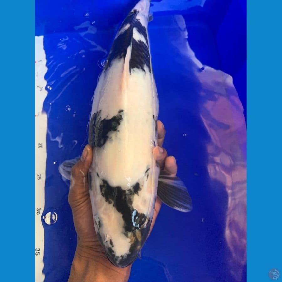 siro munuk  putih bersih 42cm 
