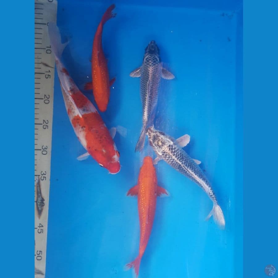 Paket Meriah 5 ekor, 21-30 cm