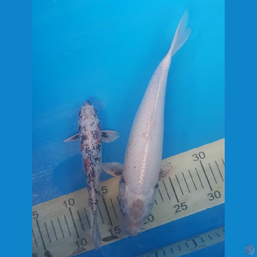 Wagoi Kiko 20,31 cm