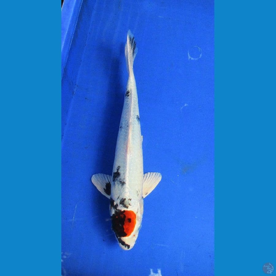 tancho kin showa ±35cm