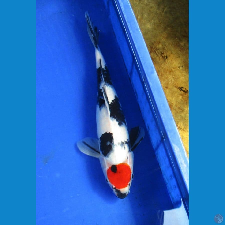 tancho ±35cm