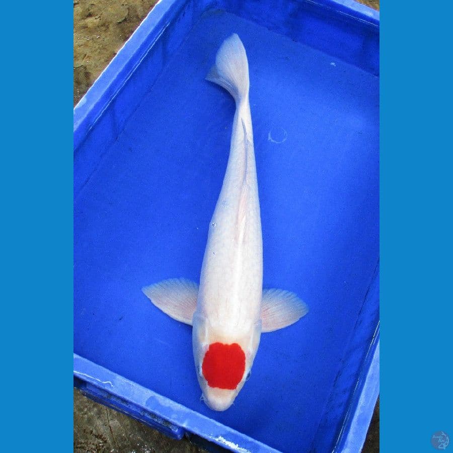tancho kohaku ±52cm jantan
