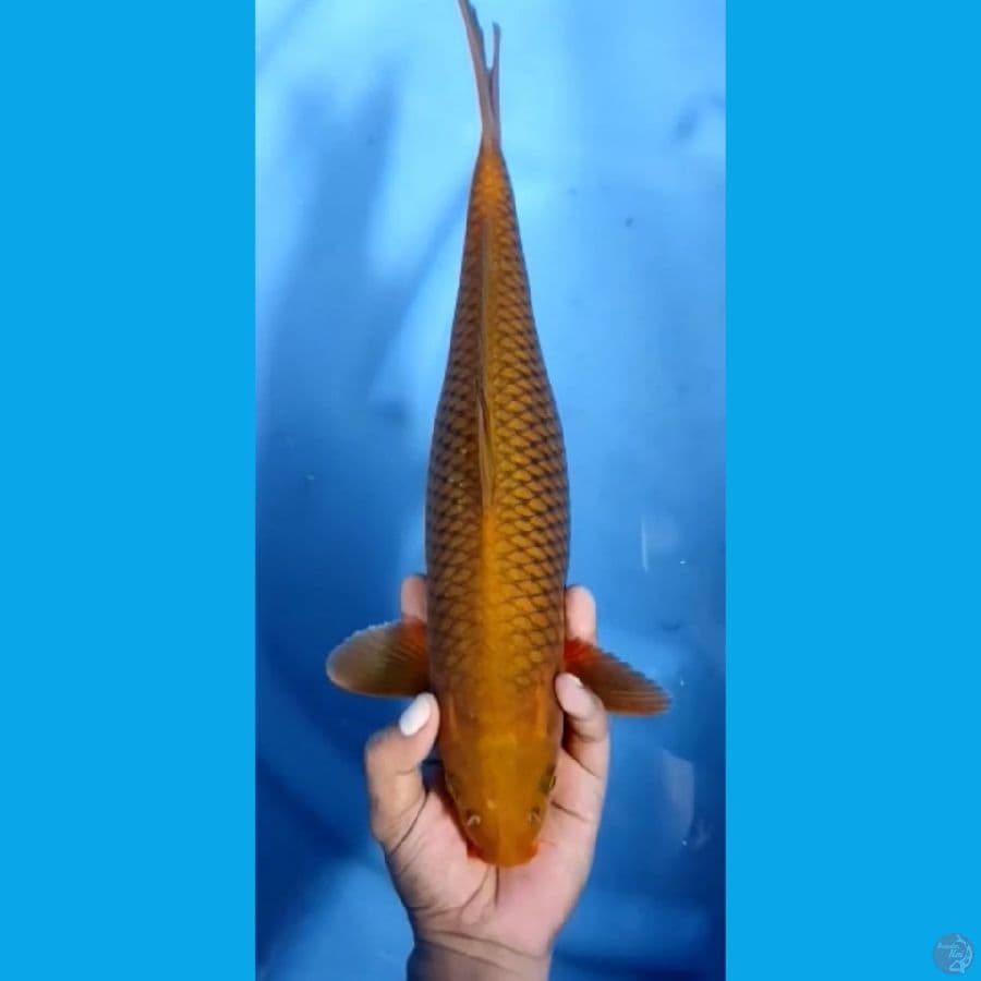 CHAGOI #39 cm