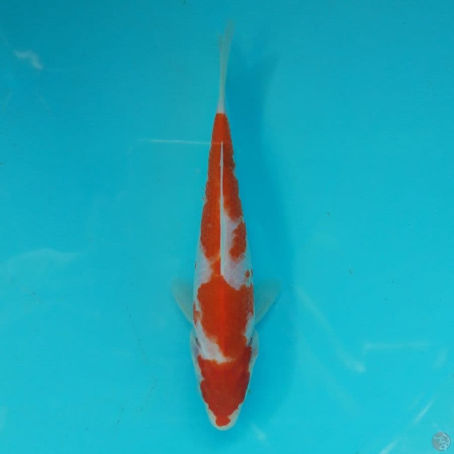 Minion - Kohaku G 16cm