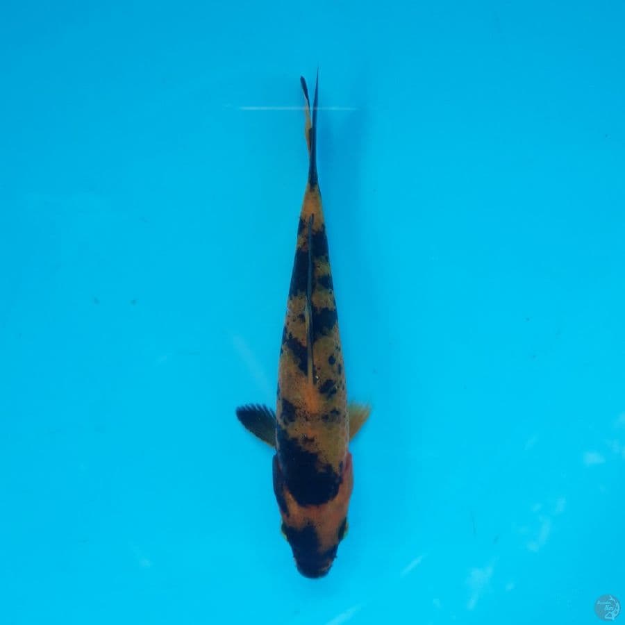 Minion - Hi Utsuri B 13cm