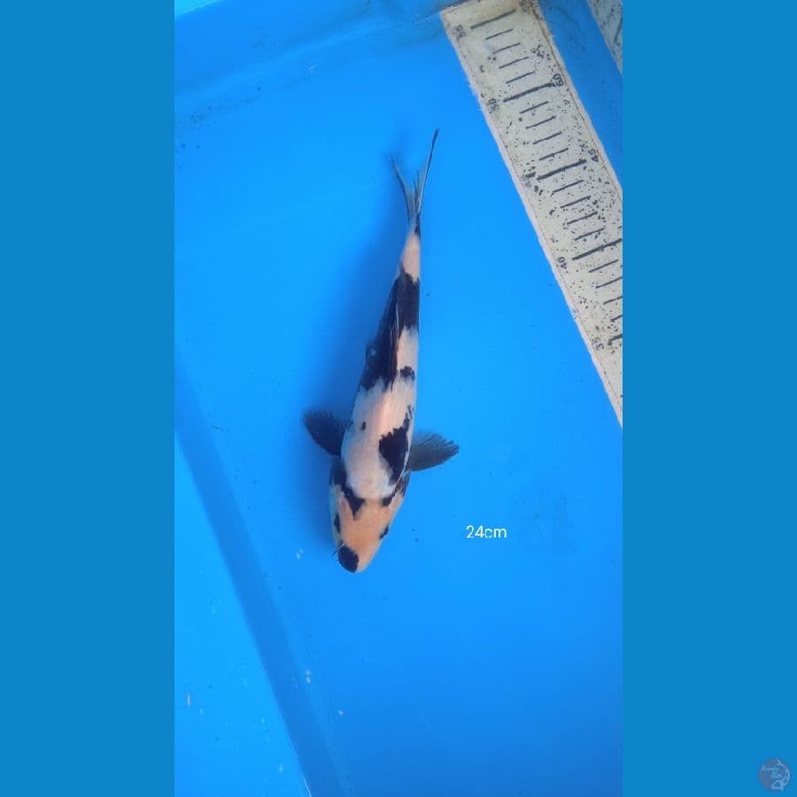 shiro 24cm