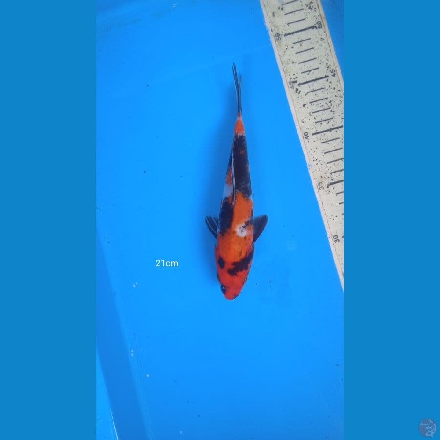 showa 21 cm