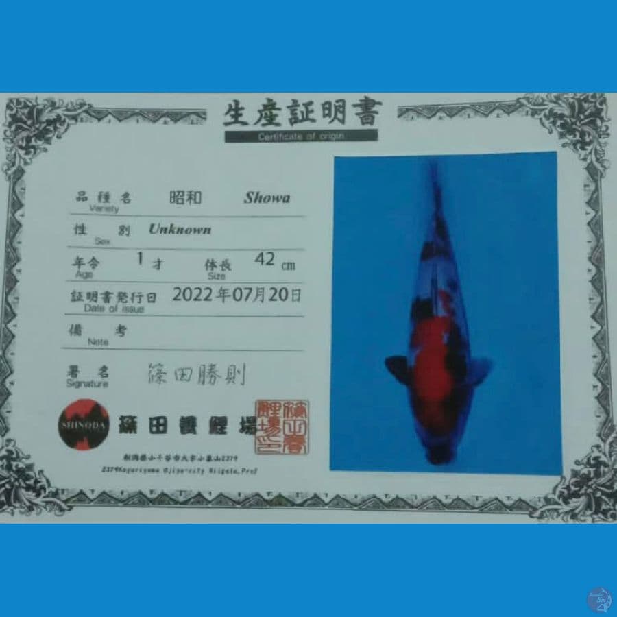 Showa SHINODA 42CM