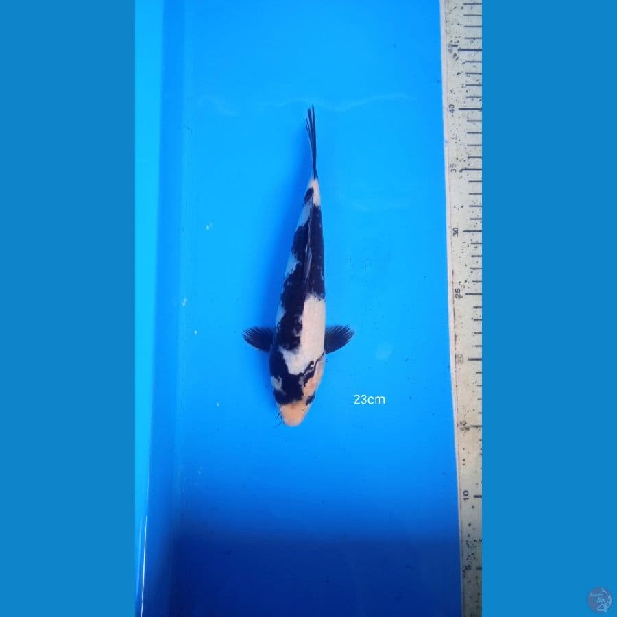 shiro 23 cm