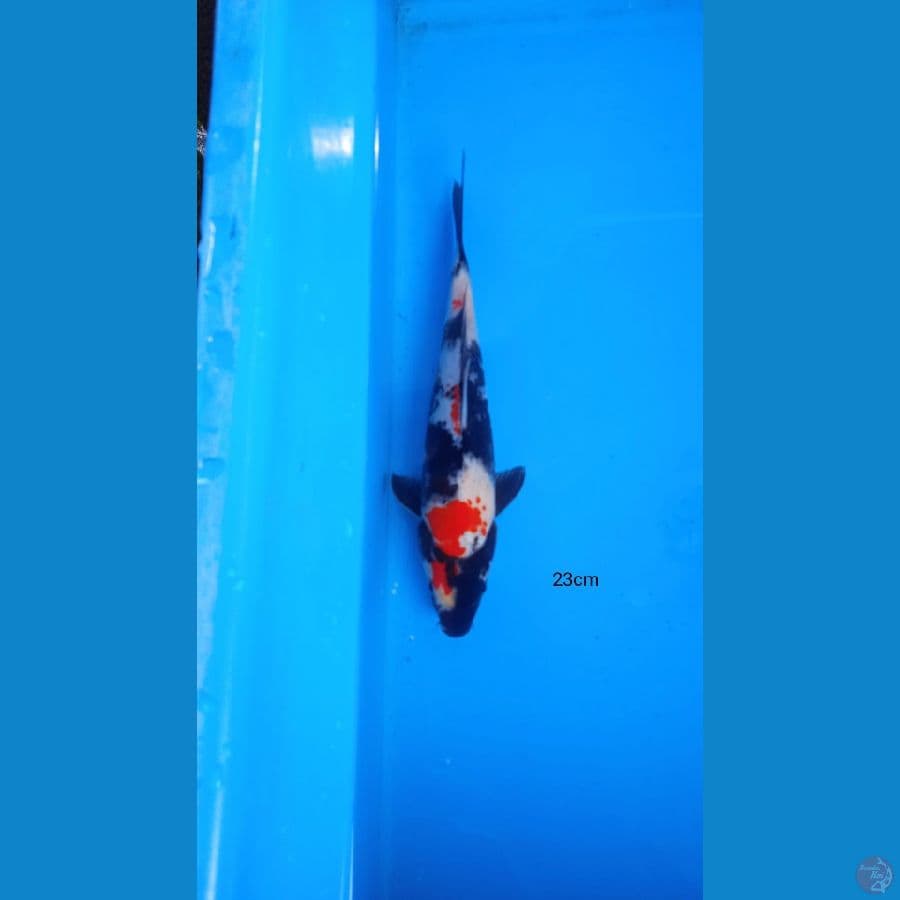 showa 23 cm