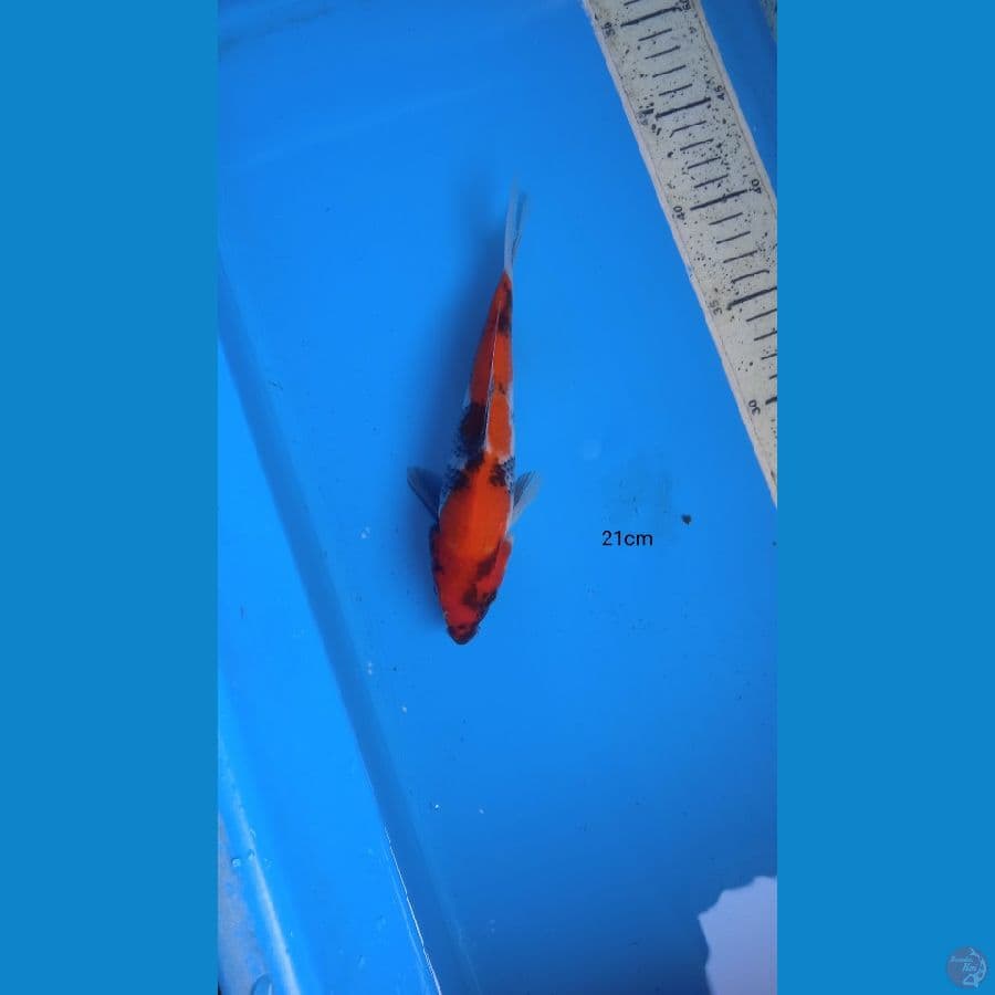 showa 21 cm