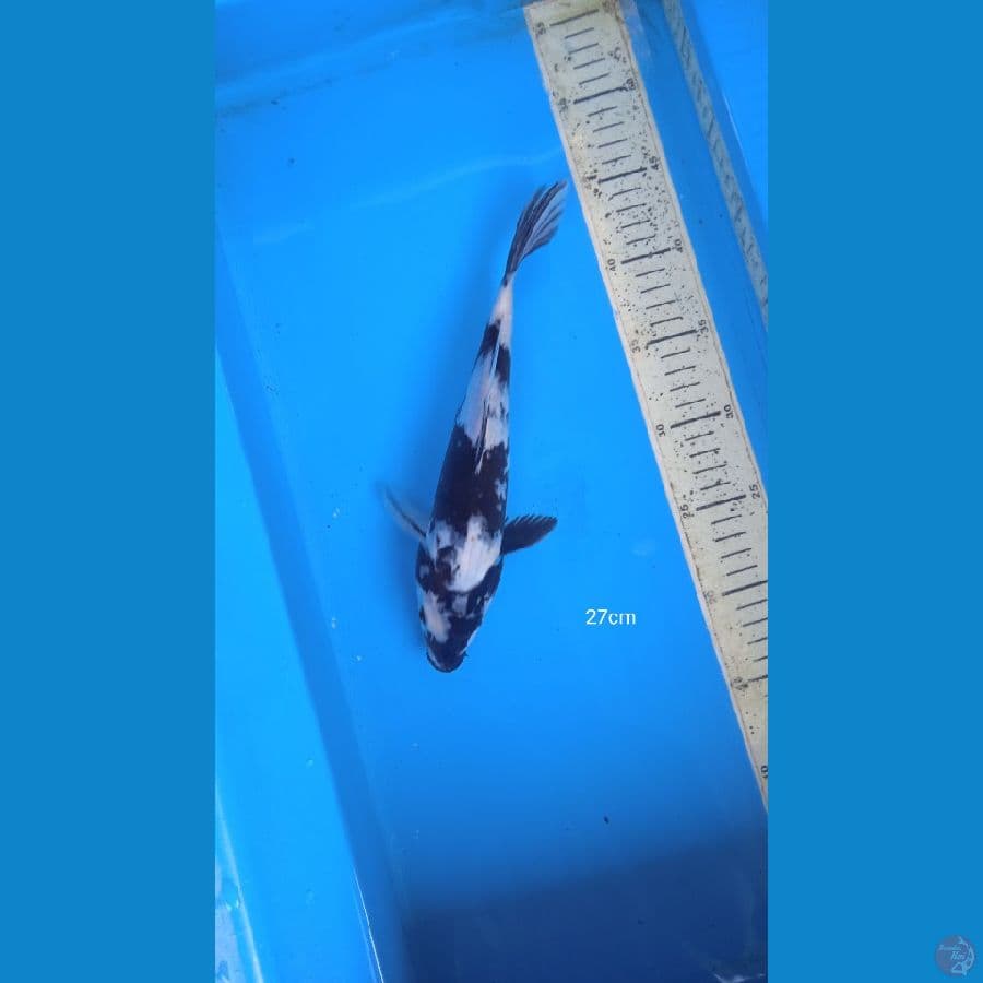shiro 27 cm