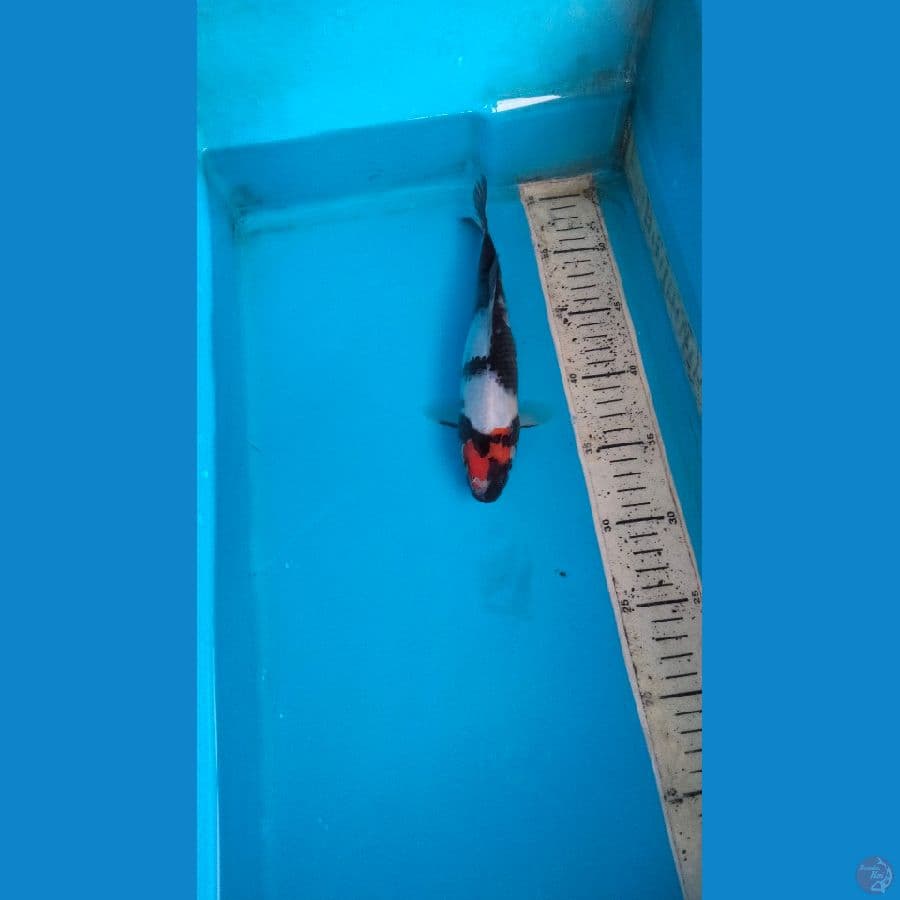 tanco showa 23cm