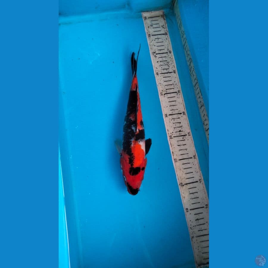 showa 30cm